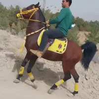 اسب نریان کرد اصیل پرخون