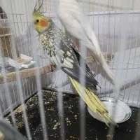 جفت عروس مولد البینو و طاووسی