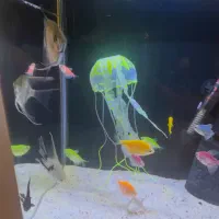 آکواریوم|ماهی|پردیس, فاز ۲|دیوار