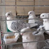 کبوتر زینتی