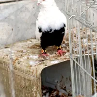 کبوتر دم سیاه