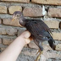 جوجه لاری
