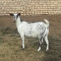 بز لبنانی اصیل