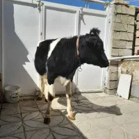 گوساله ماده هلشتاین