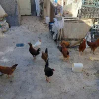 ده عدد مرغ طاقچه با یک خروس خارجی|حیوانات مزرعه|مشهد, شهرک شهید باهنر|دیوار