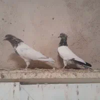 کبوتر کله ای