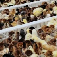 فروش جوجه محلی اردک سلطان جوجه مرغ شاخدارجوجه رنگی|حیوانات مزرعه|تبریز, |دیوار