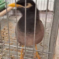 مینا سخنگو دستی|پرنده|زاهدان, |دیوار