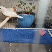 فنچ هاف اورنج با جوجه