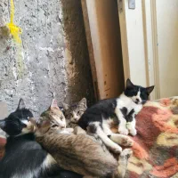 واگزاری 4تا بچه گربه