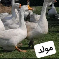قوغازسفید نر