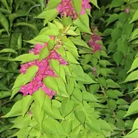 گل کاغذی عمده|گل و گیاه طبیعی|محلات, |دیوار