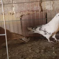 کبوتر پرشی|پرنده|سیرجان, |دیوار