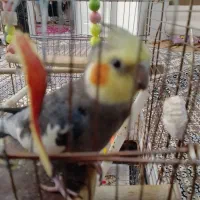 عروس هلندی