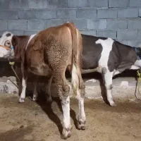 گوساله سیمینتال ماده اصیل دوعدد