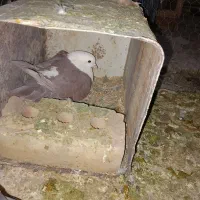 کلاغ کربلایی زرد