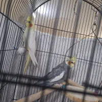 یک جفت عروس هلندی نر و ماده