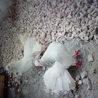کبوتر|پرنده|گله دار, |دیوار