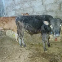 یک راس گوساله نر