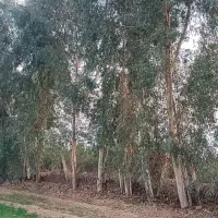 خریدار چوب|خدمات باغبانی و درختکاری|شوشتر, |دیوار