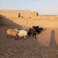گوسفند|حیوانات مزرعه|سده (خراسان جنوبی), |دیوار
