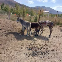 فروش خر ماده ونر|حیوانات مزرعه|بابل, |دیوار