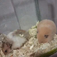 همستر|موش و خرگوش|سبزوار, جوادیه شرقی|دیوار