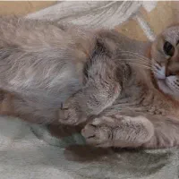 فروش گربه اسکاتیش و بریتیش بالغ