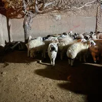 بره چهار شاخ