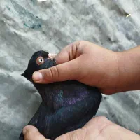 کبوتر زاغ ابادانی نر ماده