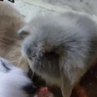 خرگوش لوپ|موش و خرگوش|بندر انزلی, بشمن|دیوار