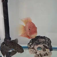 آکواریوم شرکتی