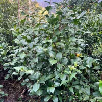 فروش گل کاملیا، ونعنایی ،پایه مورد،|گل و گیاه طبیعی|چابکسر, |دیوار