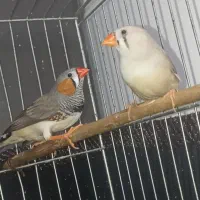 فروش مرغ فنج