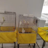 عروس هلندی دون خور