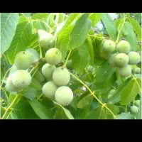 گردو پوست کن وبادام  گردو سبز|خدمات باغبانی و درختکاری|کرمانشاه, |دیوار