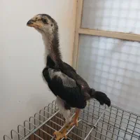 خروس اوشامو لاری