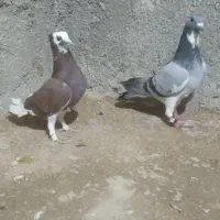 کبوتر|پرنده|جنت, |دیوار