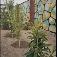 باغچه ۱۹۹ متری سند تک برگ