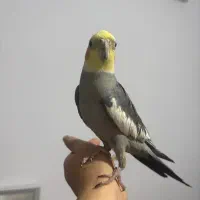 عروس هلندی کاملا دستی|پرنده|کرمان, |دیوار