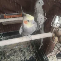 طوطی عروس جفت بالغ