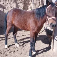 حیوانات|اسب و تجهیزات اسب‌سواری|شاهرود, |دیوار