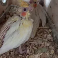 جوجه عروس هلندی