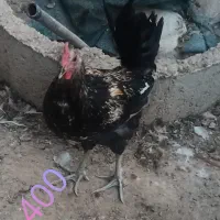 فروش تعدادی خروس