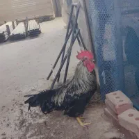 فروش خروس اصیل و جوان