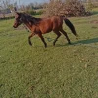 اسب  جهت معاوضه یا فروش