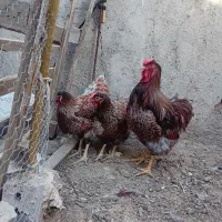 ویاندوت،استرالوپ،بارنولدر،وارداتی|حیوانات مزرعه|مرند, |دیوار