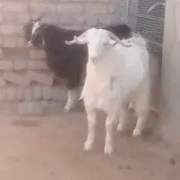 بزغاله نر