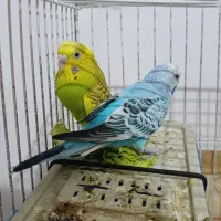 مرغ عشق|پرنده|چناران, |دیوار