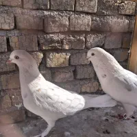 یه جفت کفتر درجه یک ضمانتی